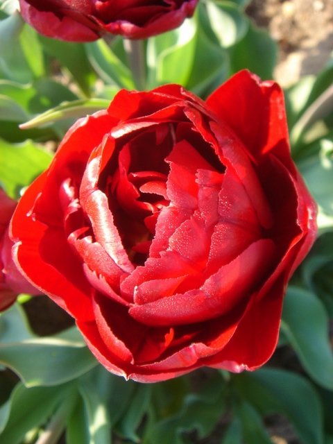 Tulipa double tardive 'Uncle Tom' PB 5